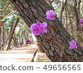 Spring of Yangsan Tongdosa 49656565
