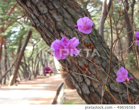 Spring of Yangsan Tongdosa Spring of Yangsan Tongdosa 49656565