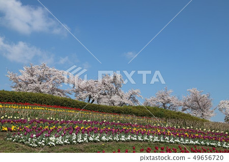 Spring scenery of Bami hilly park 49656720