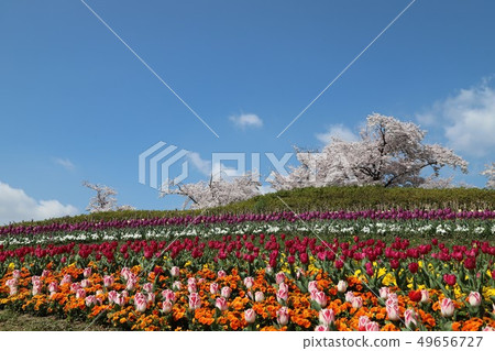 Spring scenery of Bami hilly park 49656727