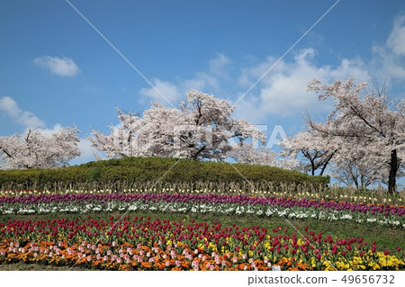 Spring scenery of Bami hilly park 49656732