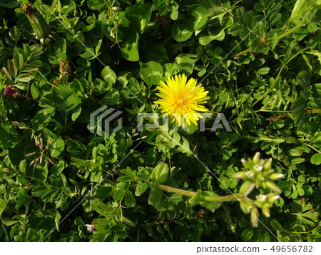 Clover white clover grass 49656782