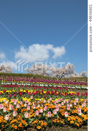 Bami多小山公園春天風景 49656801