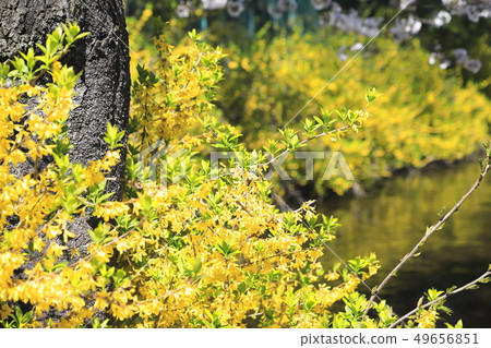 Spring flowers forsythia Spring flowers forsythia 49656851
