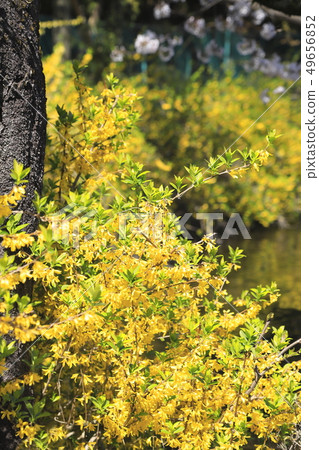 Spring flowers forsythia Spring flowers forsythia 49656852