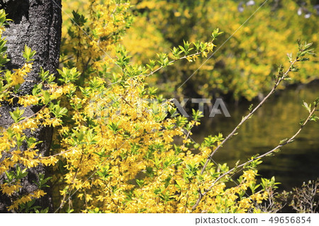Spring flowers forsythia Spring flowers forsythia 49656854