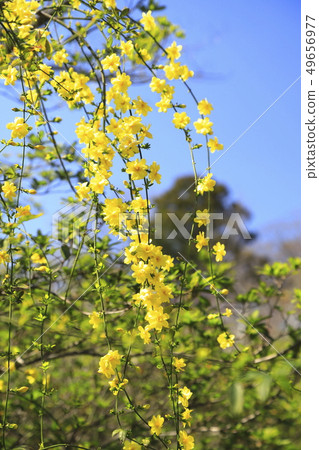 Spring flowers Yunnan Huangbai 49656977