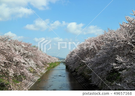 Takaogawa Ashio的櫻花 Takaogawa Ashio的櫻花 49657168