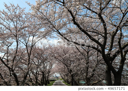 Cherry blossoms of Takaogawa Ashio Cherry blossoms of Takaogawa Ashio 49657171