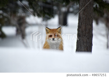 Kita fox 49657251