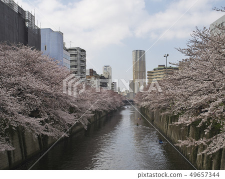 Cherry blossom view from Meguro River Nakasato Bridge 49657344