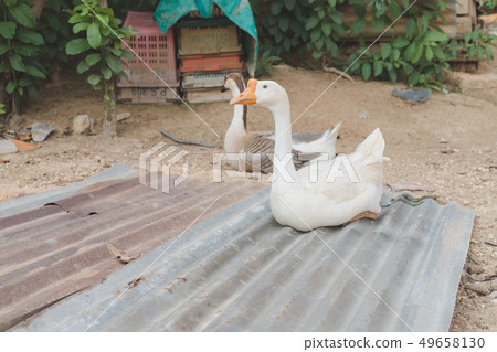goose standing on zinc in the animal farm goose standing on zinc in the animal farm 49658130