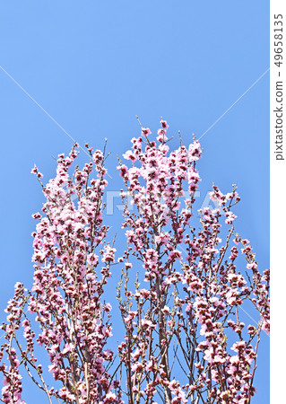 開花桃(花桃) 開花桃(花桃) 49658135