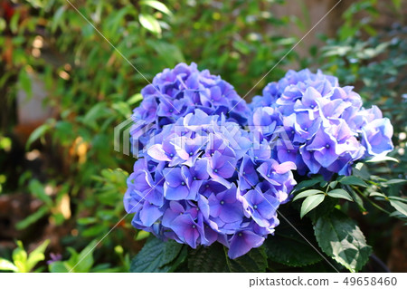  hydrangea 49658460
