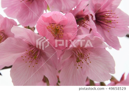 櫻花，可愛的色彩 49658529
