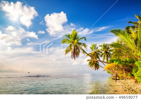 Palm trees on maldivian beach Palm trees on maldivian beach 49659077