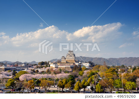 Himeji Castle in full bloom with cherry blossoms Himeji Castle in full bloom with cherry blossoms 49659260