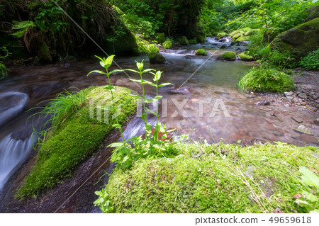 大山桐生新鮮綠色 49659618