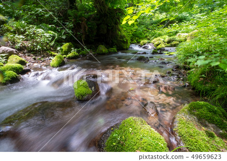 大山桐生新鮮綠色 49659623