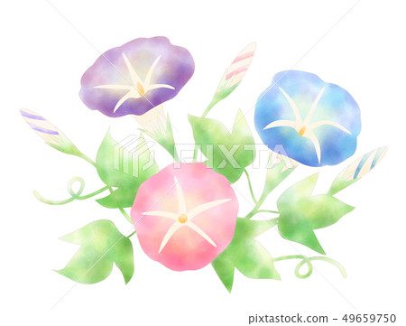 Asagao Watercolor Style Morning Glory Morning Glory Plant Summer 49659750