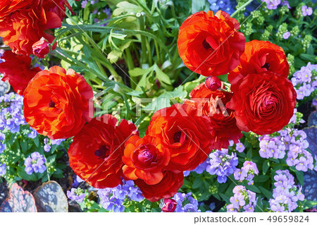 gardening gardening 49659824