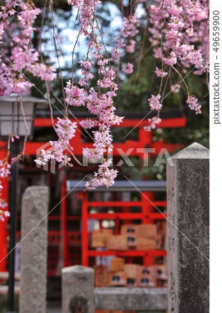 櫻花和Torii Torii 櫻花和Torii Torii 49659900