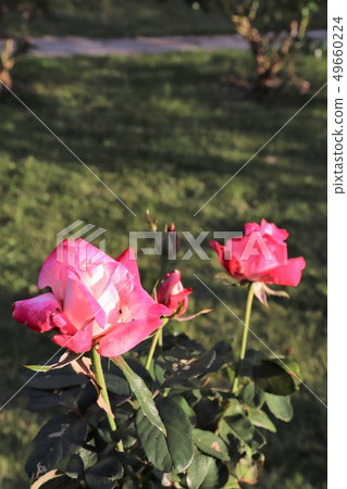 Altes 75 Altesse 75 Altes 75 Altesse 75 49660224