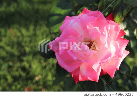 Altes 75 Altesse 75 Altes 75 Altesse 75 49660225