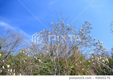 Yulan magnolia flower Yulan magnolia flower 49660276