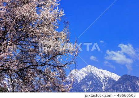 Sakura and Kai Komagatake Sakura and Kai Komagatake 49660503