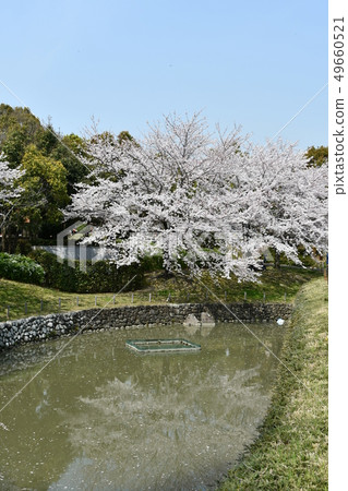 Cherry blossom park in full bloom Cherry blossom park in full bloom 49660521