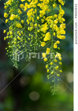 Beautiful of cassia yellow flower tree Beautiful of cassia yellow flower tree 49660642
