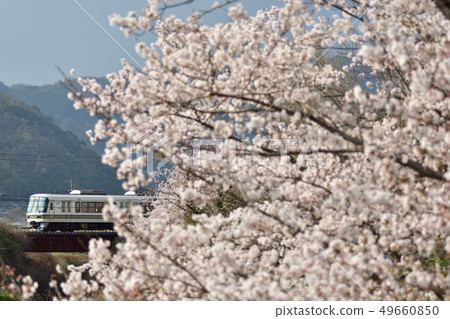 Sakura and 221 series train Sakura and 221 series train 49660850