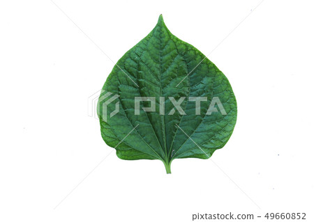 Green Herbs chaplo leaf isolated on white 49660852