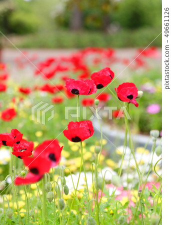 Poppy montz crucian carp Poppy montz crucian carp 49661126