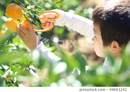 Mandarin orange hunt Mandarin orange hunt 49661242