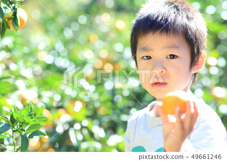 橘子狩獵 橘子狩獵 49661246