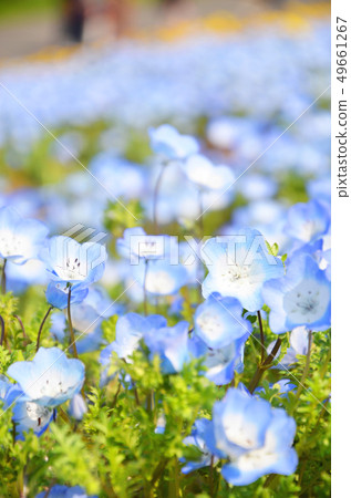 Nemophila 49661267