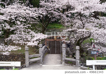 瀨戶神宮神社熊本縣的櫻花 瀨戶神宮神社熊本縣的櫻花 49661343