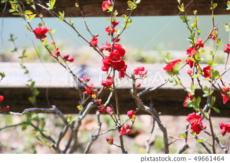 Blurred flowers 49661464