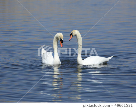 Courting behavior of the swans 49661551