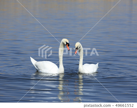 天鵝的求愛行為 49661552