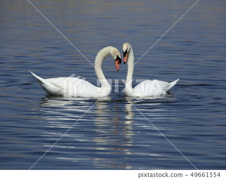 天鵝的求愛行為 49661554