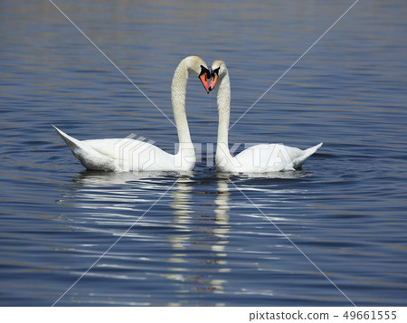 天鵝的求愛行為 49661555