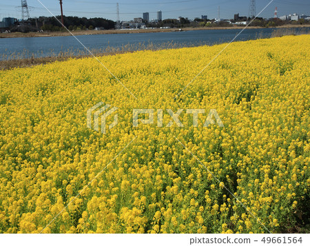 Rape field of Teganuma 49661564