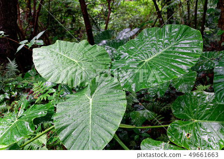 Amami Oshima Kwazu imo 49661663