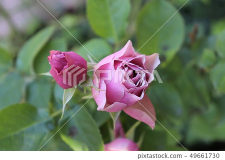Antique bouquet Antique bouquet 49661730