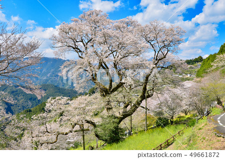 Gourd cherry tree Gourd cherry tree 49661872