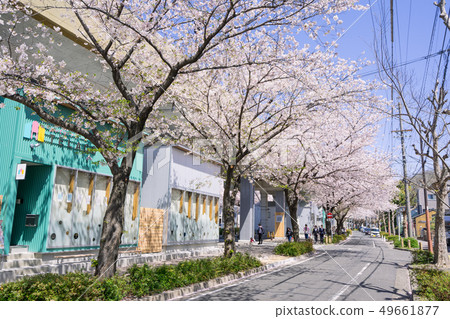 名古屋區北區名鐵瀨戶線霞川坂清水站SAKUMACHI購物區和櫻花樹 名古屋區北區名鐵瀨戶線霞川坂清水站SAKUMACHI購物區和櫻花樹 49661877