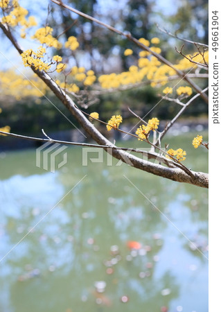 三水之花 三水之花 49661904